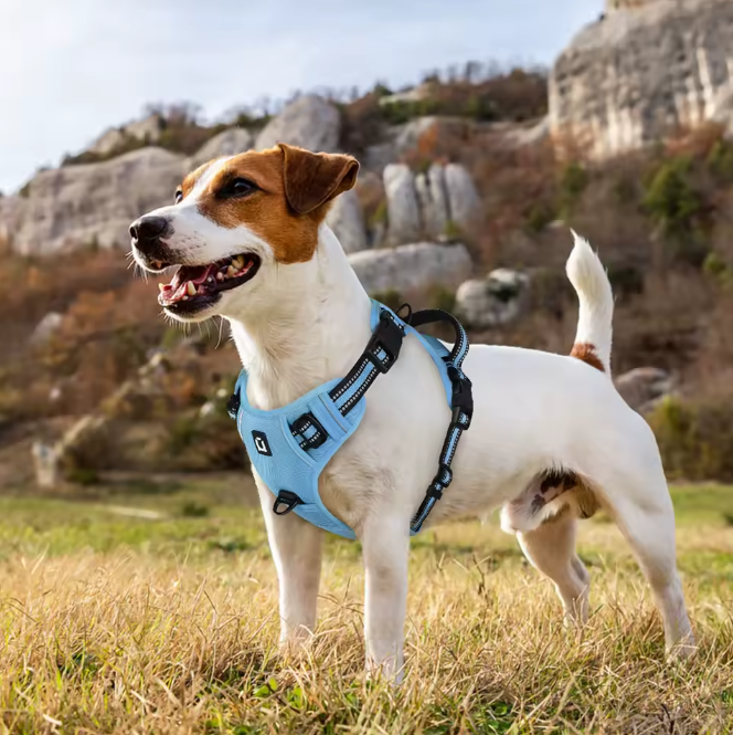 Escape-Proof No Pull Dog Harness and Leash Set