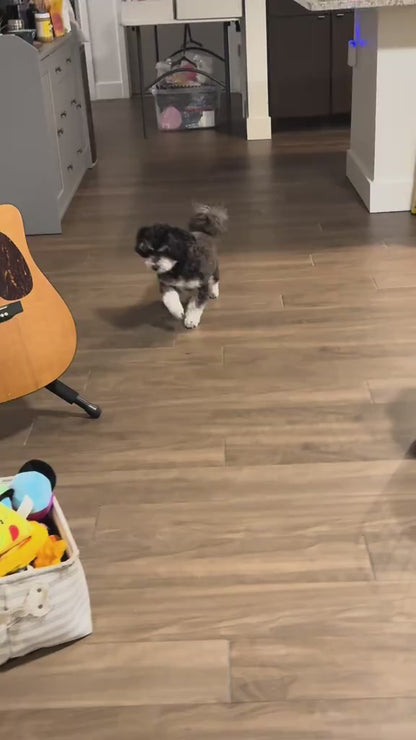 Smart Interactive Pet Ball Toy with Faux Tail – Automatic & Rechargeable